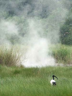 African sacred ibis
