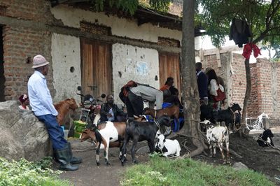 Goat market