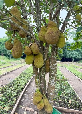 Jackfruit tree