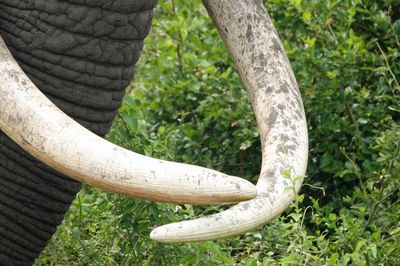 Tusks