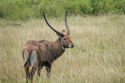 Waterbuck