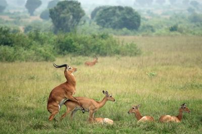 Male kob mounting female