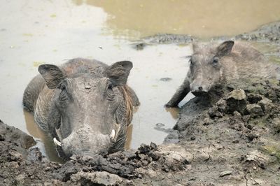 Warthogs