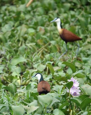 African jacana