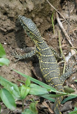 Nile monitor