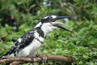 Kingfisher