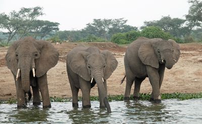 African elephants