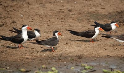 Black skimmers