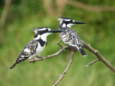 Kingfishers