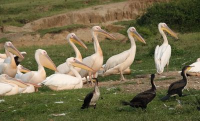Pelicans and cormorants