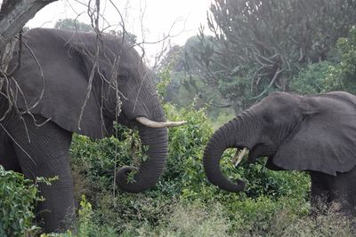 African elephants
