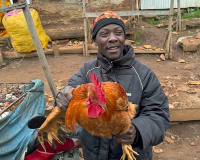 Rooster for sale