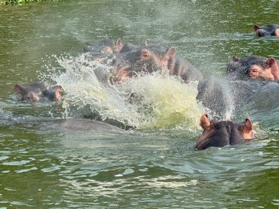 Hippopotamus