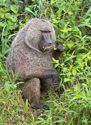 Baboon