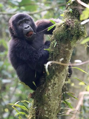 Mountain gorilla