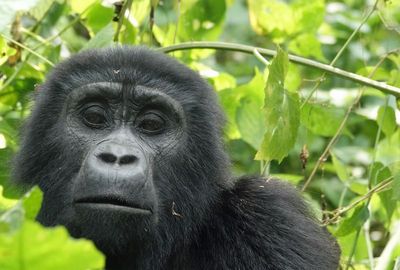 Mountain gorilla