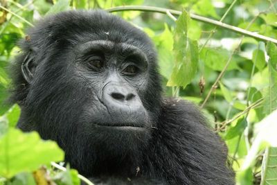 Mountain gorilla