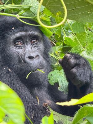 uganda2025
