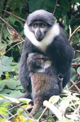 L'Hoest's monkey