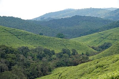 Tea plantation