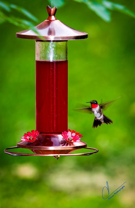 Humming Bird