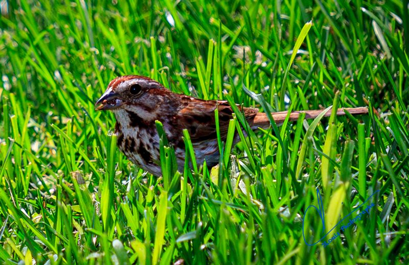 Little brown bird