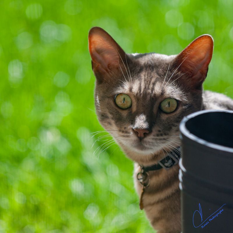 Madame Chat