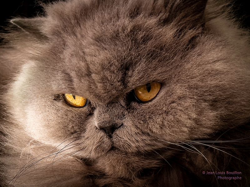 Bijou