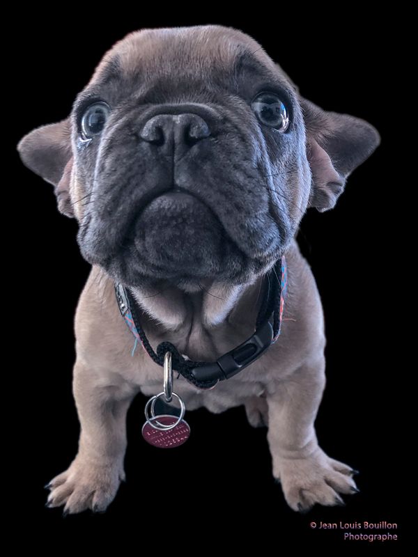 Enzo