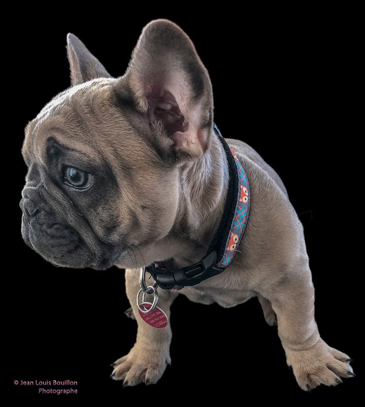 Enzo