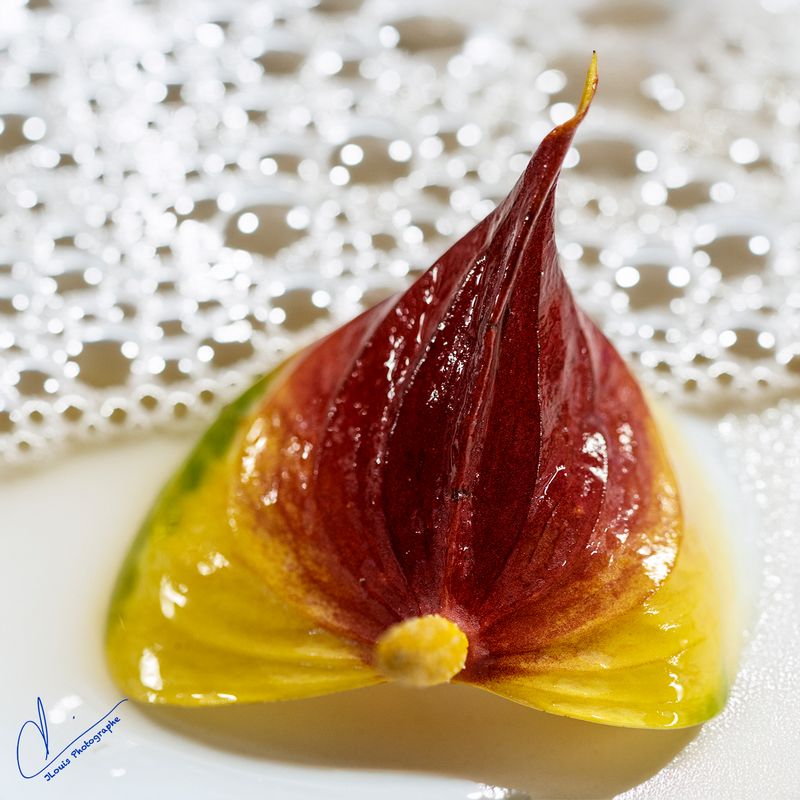 Anthurium