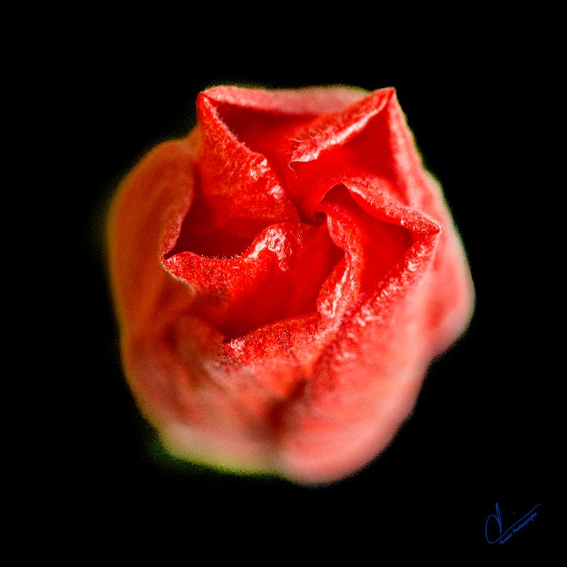 Hibiscus Flower