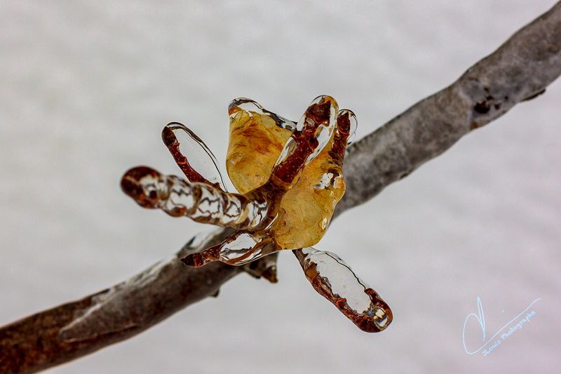 Frost in Time