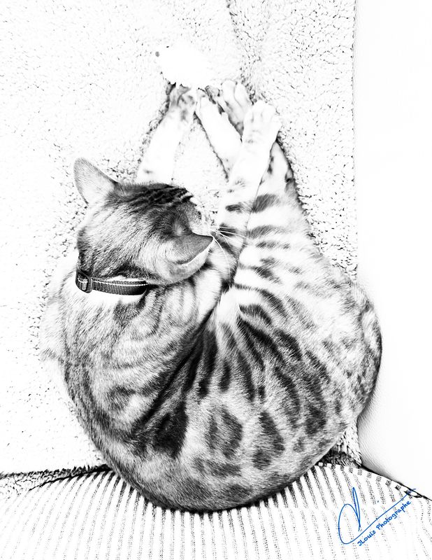 A Cat in B&W