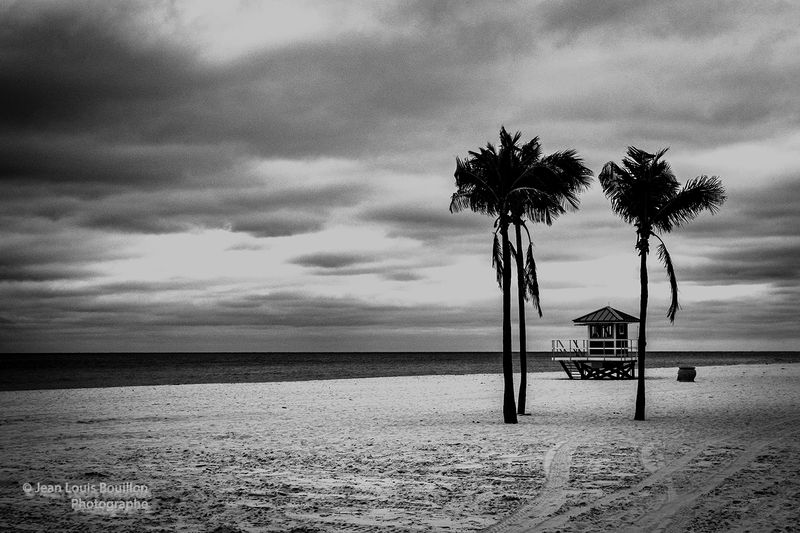 Palm Trees in Florida