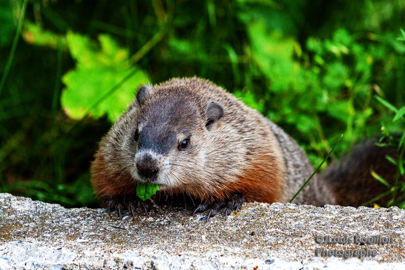 Critters