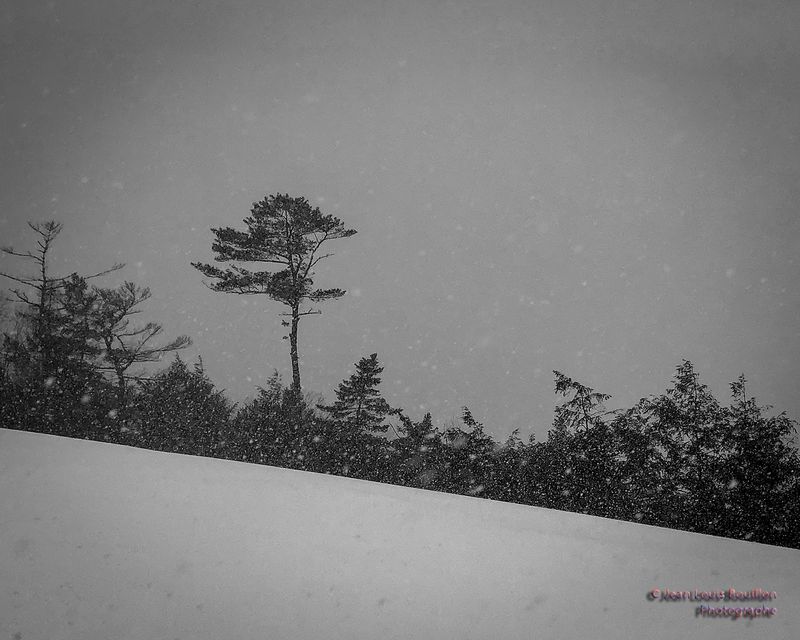 Tree in snowstorm