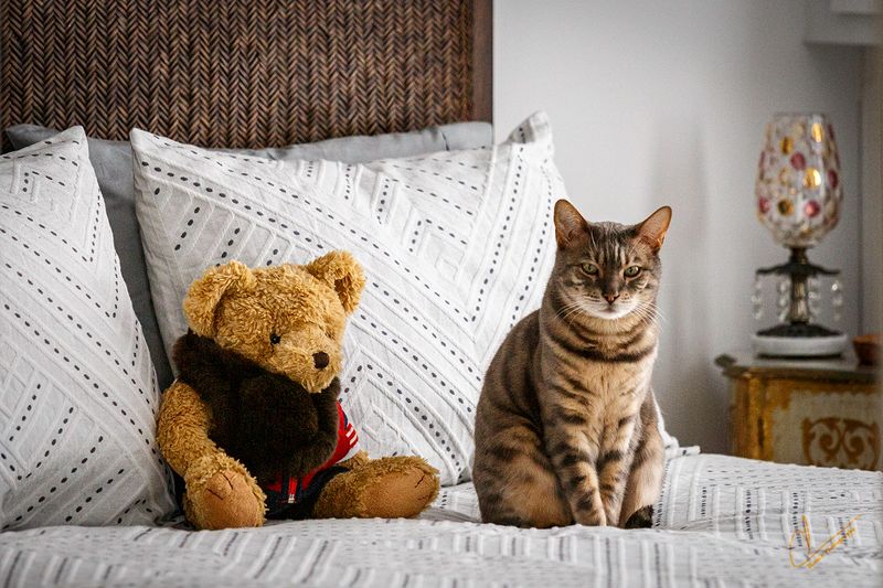 Cats from everywhere