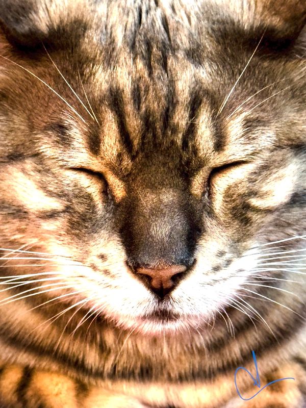 Cats from everywhere