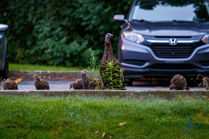 Mother and Childs