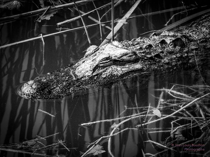 Noir et Blanc / Black and white