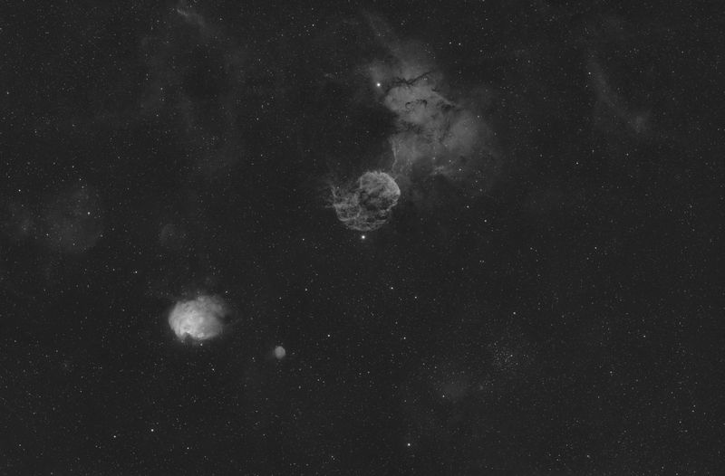 Jellyfish Monkey Head M35 Ha