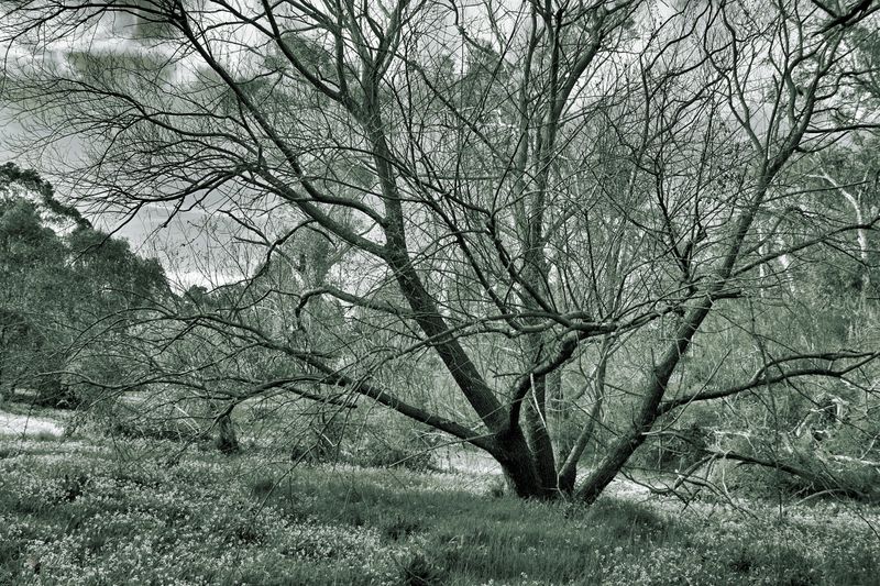 Snowdrops Mono
