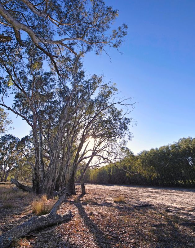 The Victorian Mallee (mostly)