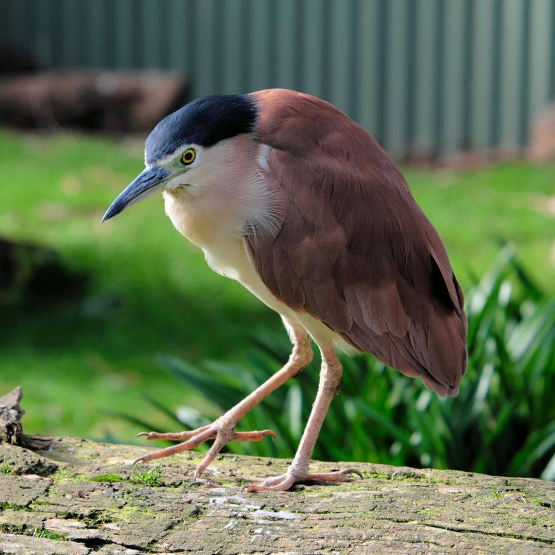 Phillip Island Wildlife Park (Gallery)