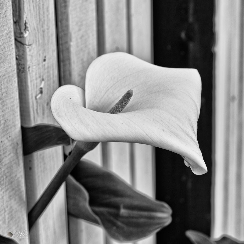 Favourite Monochrome Images