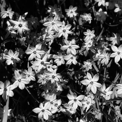 g13/50/793550/3/173943707.75f064b8.JPEG
