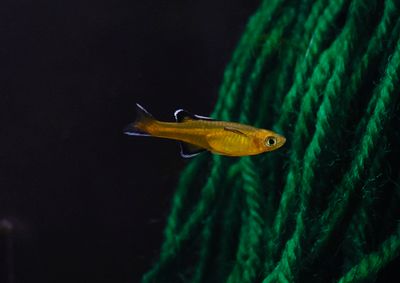 Just Creatures