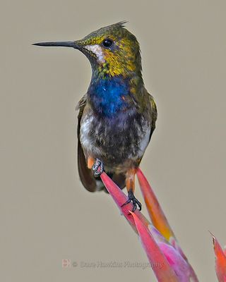 WIRE-CRESTED THORNTAIL ♀