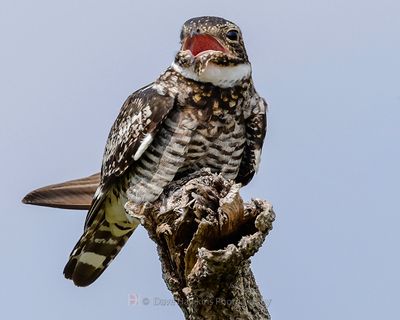 COMMON NIGHTHAWK